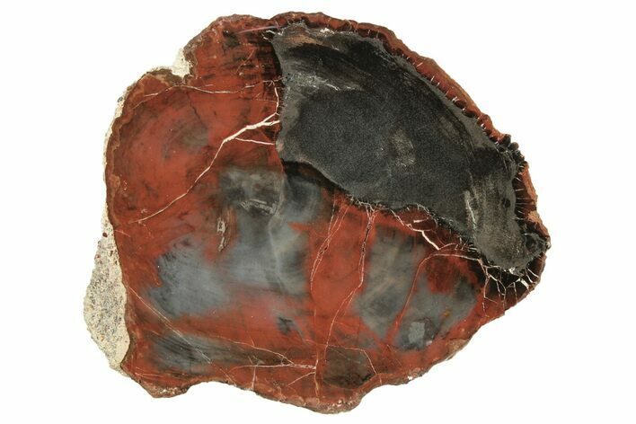Polished Petrified Wood (Araucarioxylon) Round - Arizona #259337
